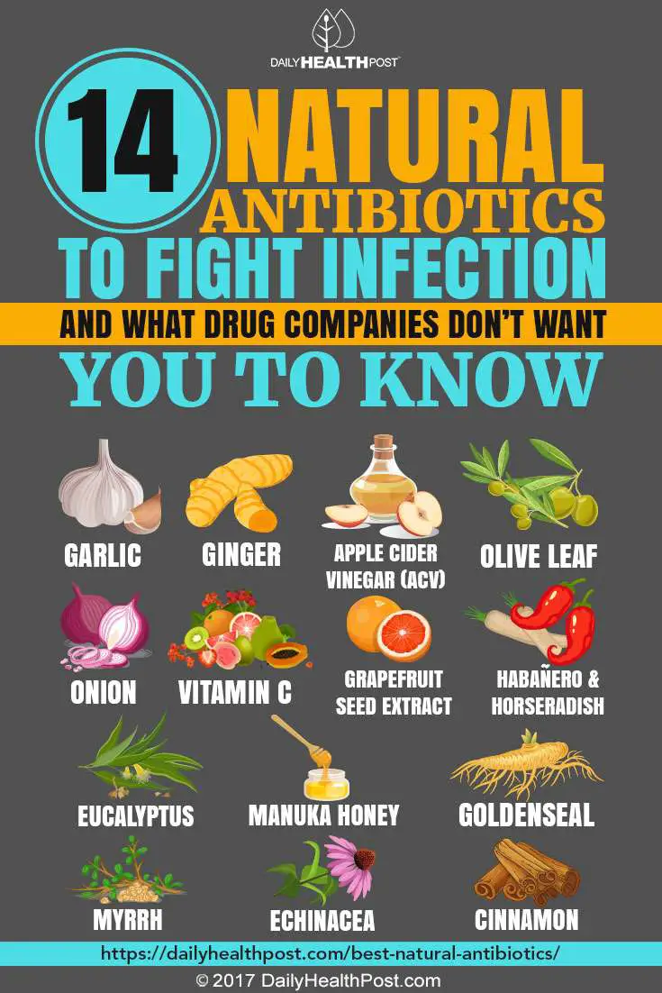 14 Best Natural Antibiotics To Fight Infection Better Than ...