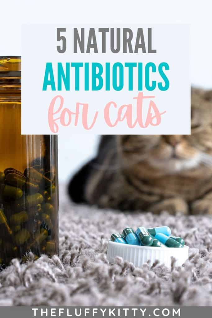 5 Natural Antibiotics For Cats That Boost Health
