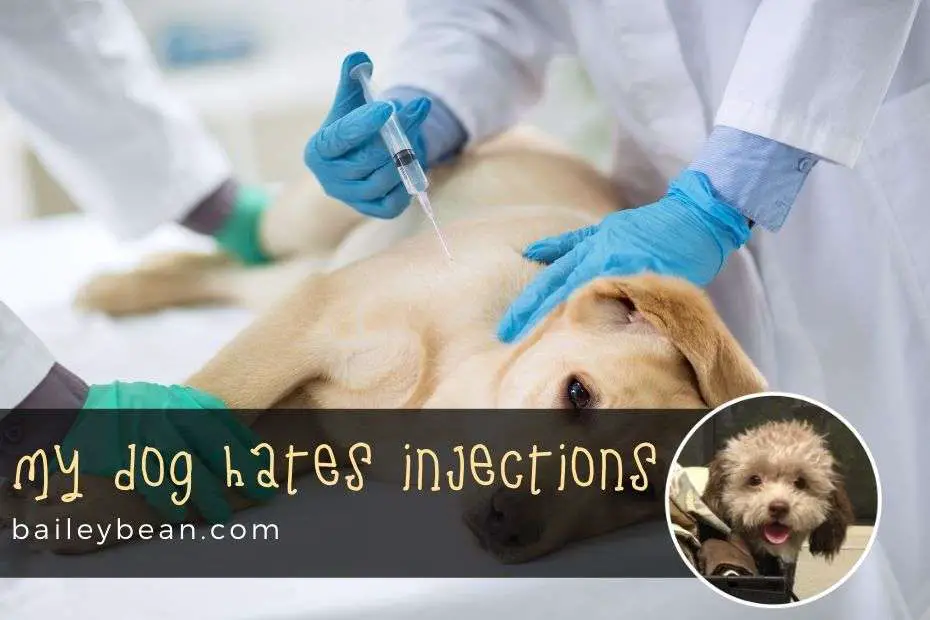 6 Tips if Your Dog Hates Injections
