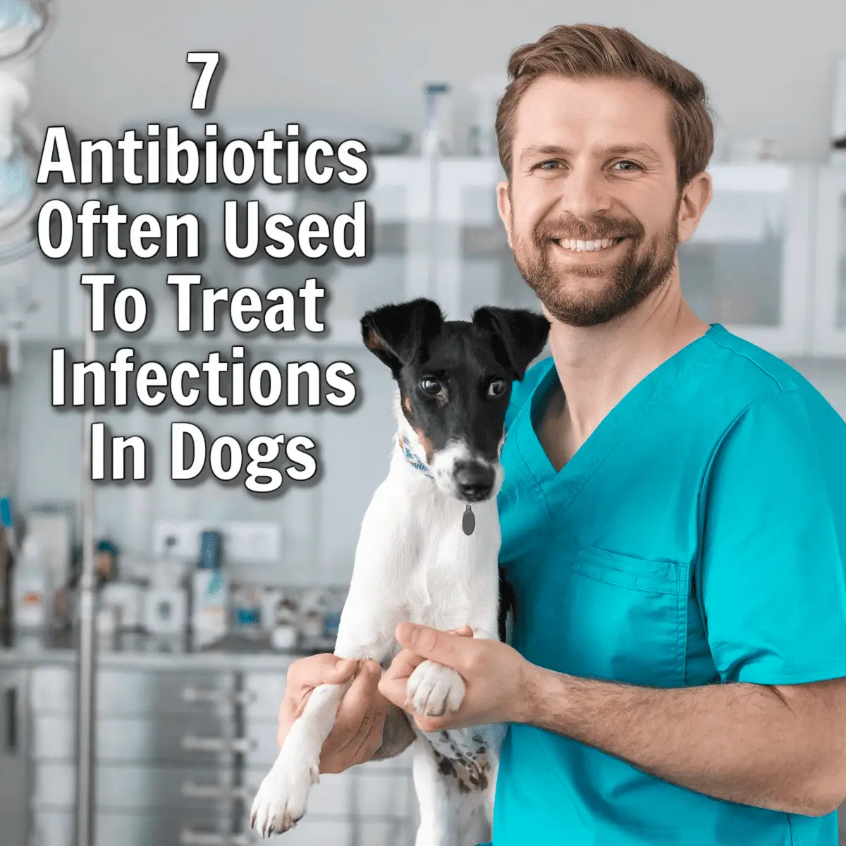 7 Antibiotics Often Used To Treat Infections In Dogs