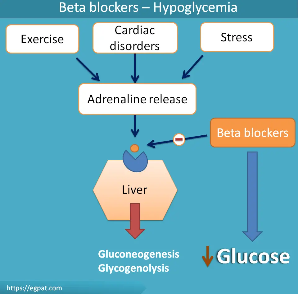 Actions and uses of beta blockers