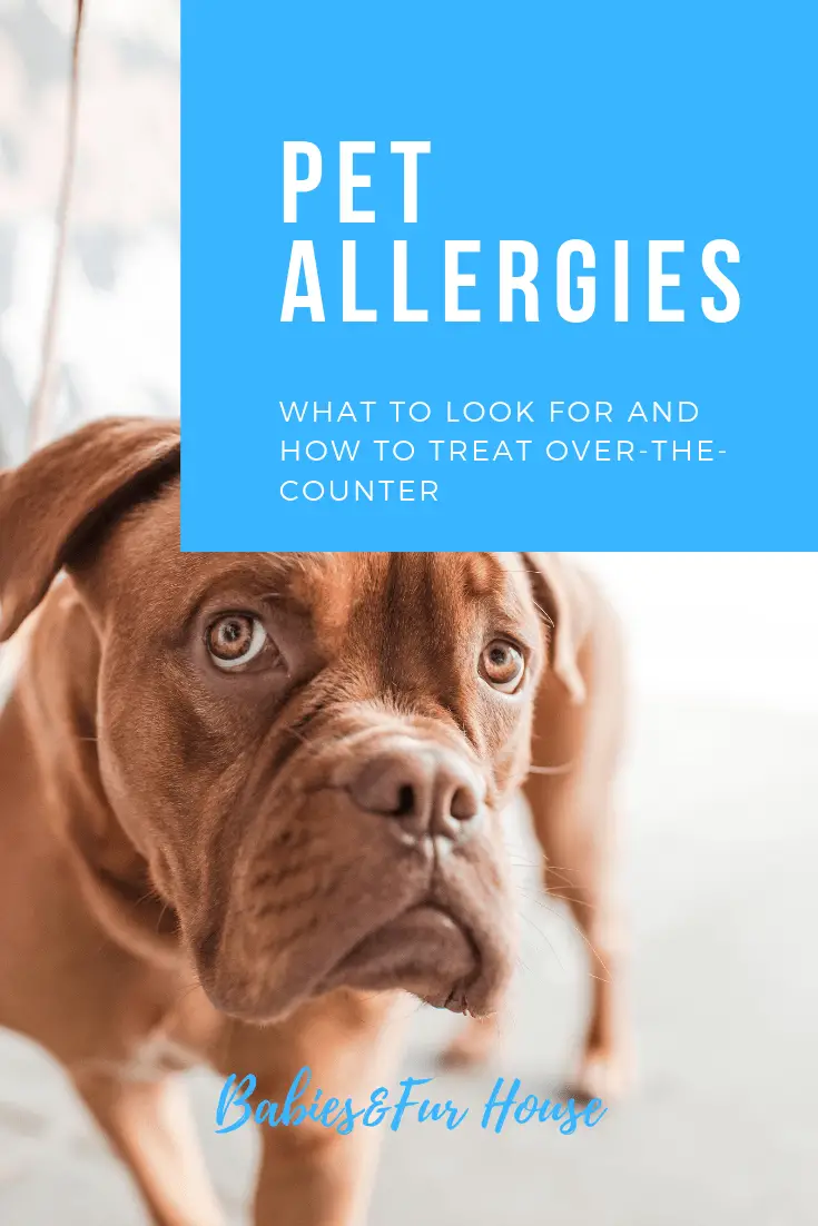 Allergies In Dogs: Over The Counter Medications