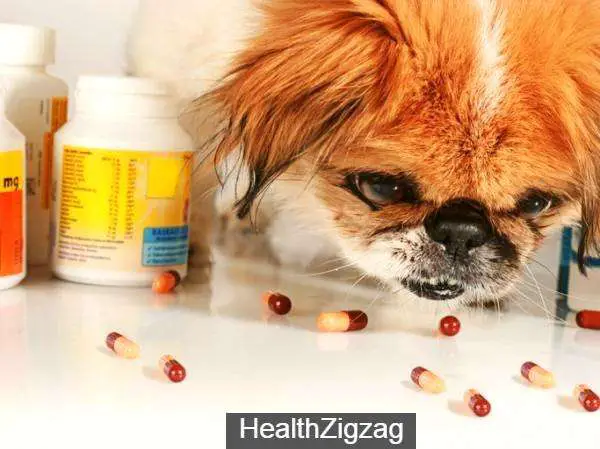 Amoxicillin for dogs: what is it for and dosage