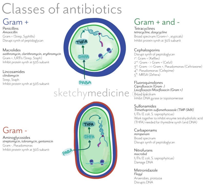Antibiotic classes and mechanism