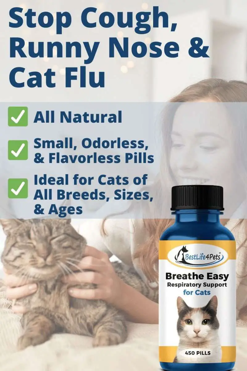 Antibiotics For Upper Respiratory Infection In Cats