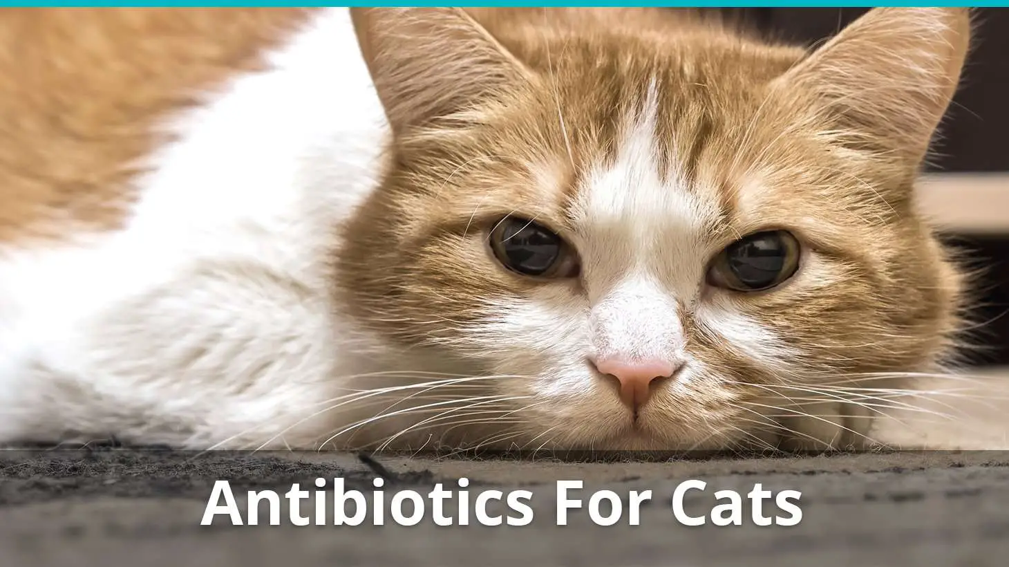 Antiobiotics For Cats