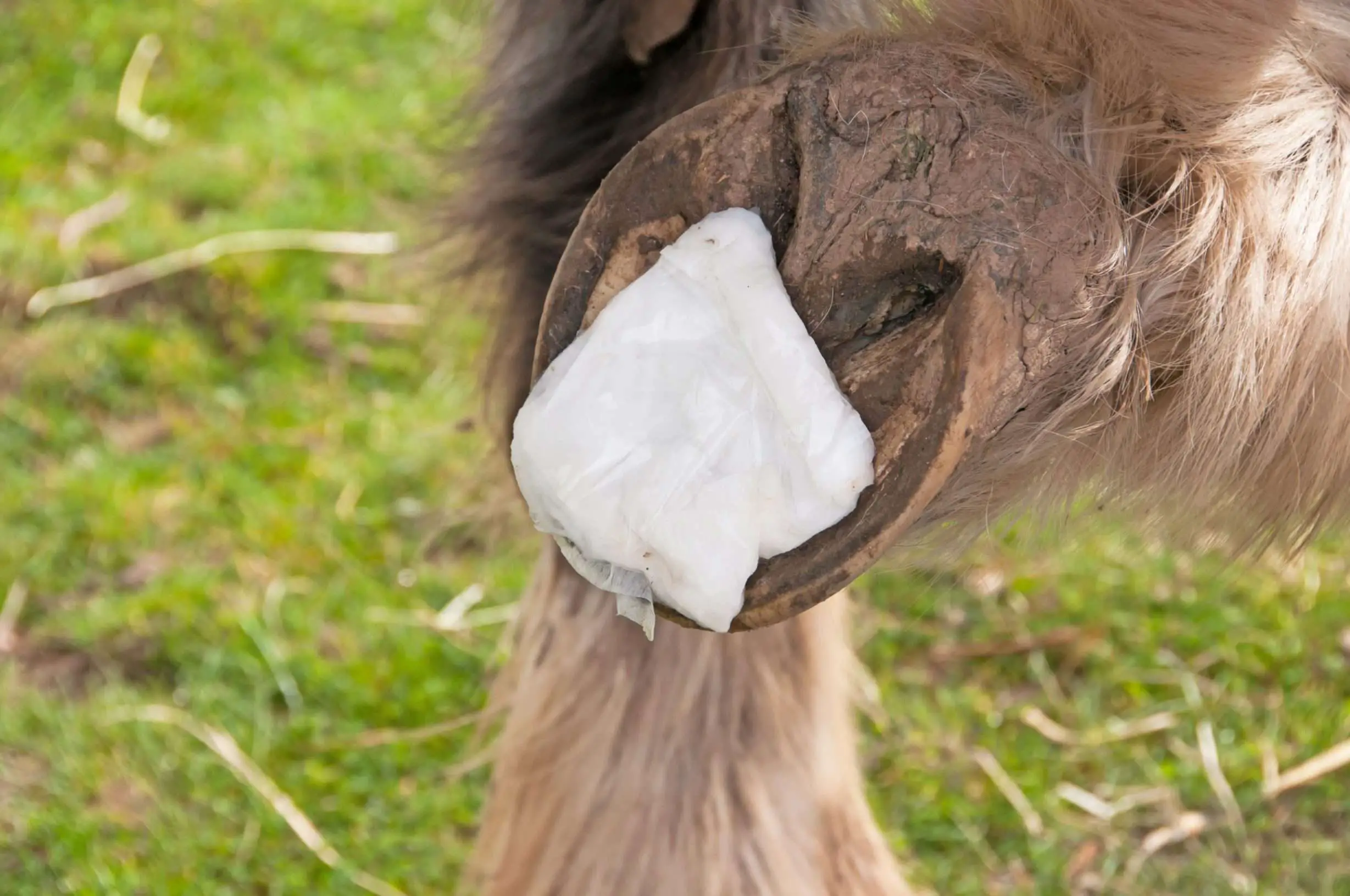 AskHQ: Hoof abscess prevention  Equestrian.co.za