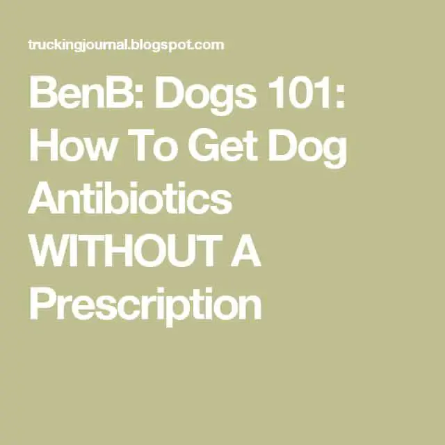 BenB: Dogs 101: How To Get Dog Antibiotics WITHOUT A Prescription ...