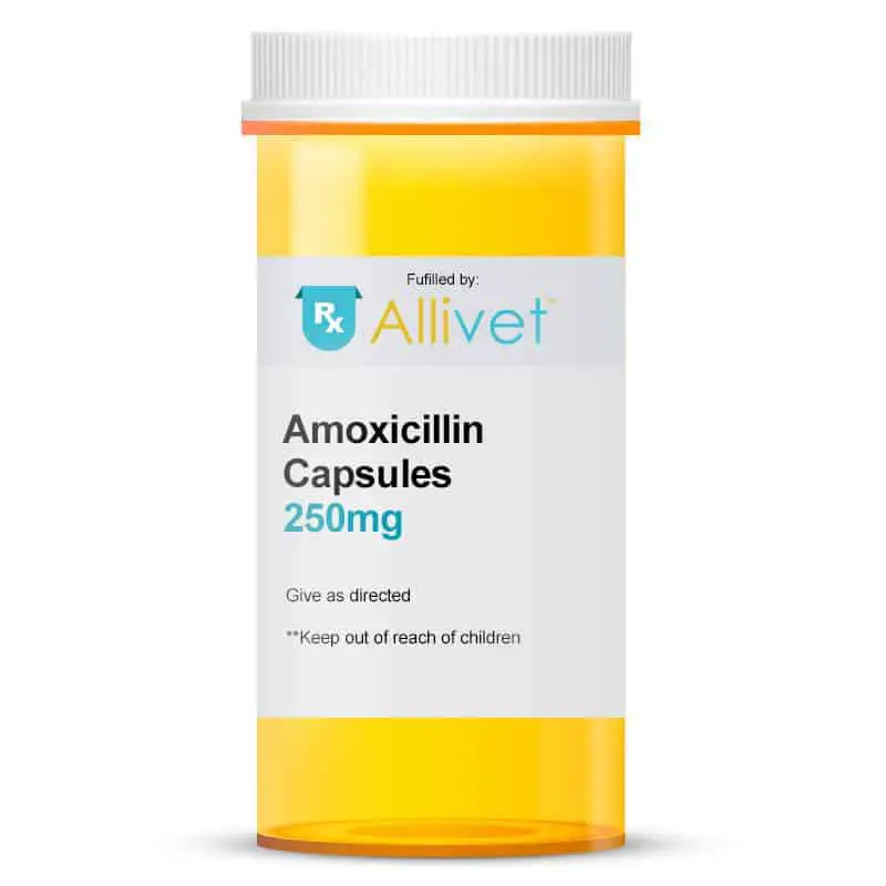 Buy Amoxicillin for Dogs &  Cats