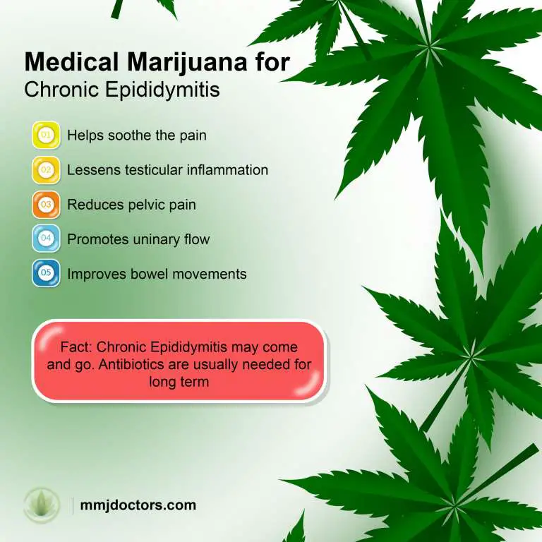 Can Medical Cannabis Treat Chronic Epididymitis