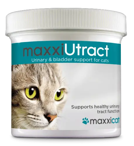 Cat and dog UTI symptoms &  what can you do about your pets UTI
