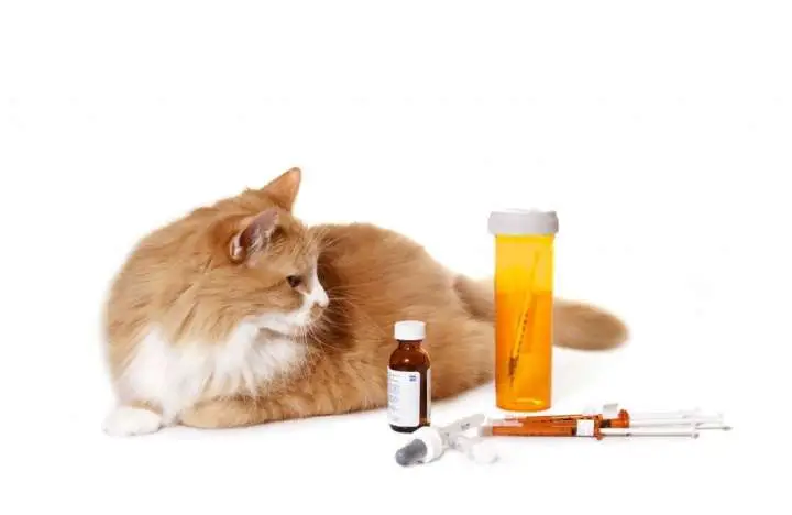 Cats and Human Medications