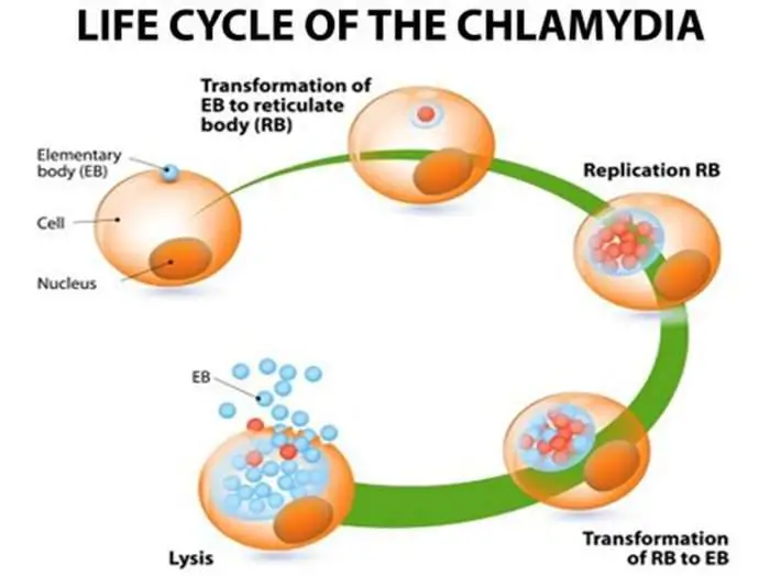 Chlamydia Infection: Treatments &  Home Remedies