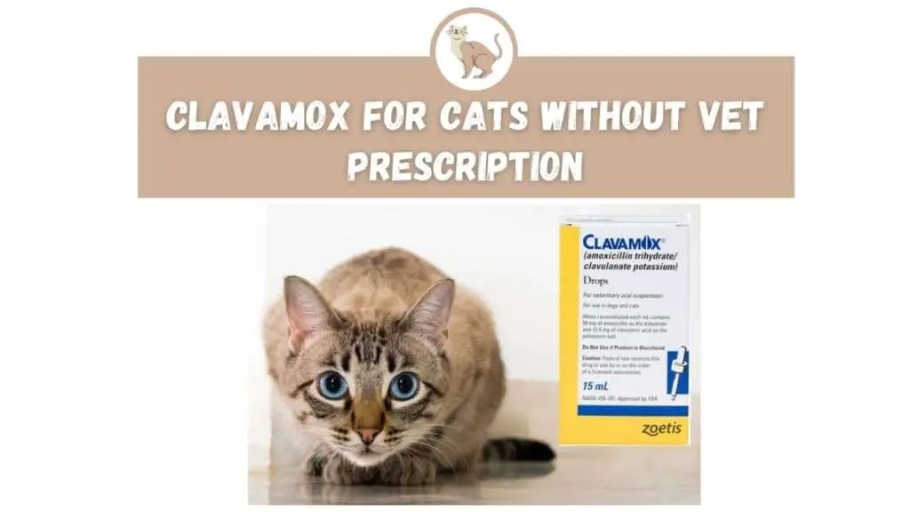 Clavamox for Cats Without Vet Prescription