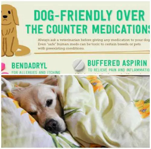 Dog Friendly Over The Counter Medications  iSeeiDoiMake