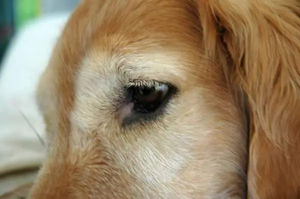 Eye Antibotics for Dogs