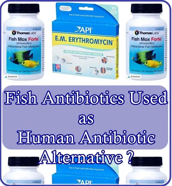 Fish Antibiotics Used as Human Antibiotic Alternative ?