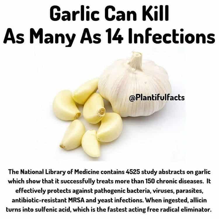Garlic is undoubtedly one of the most powerful natural antibiotics and ...