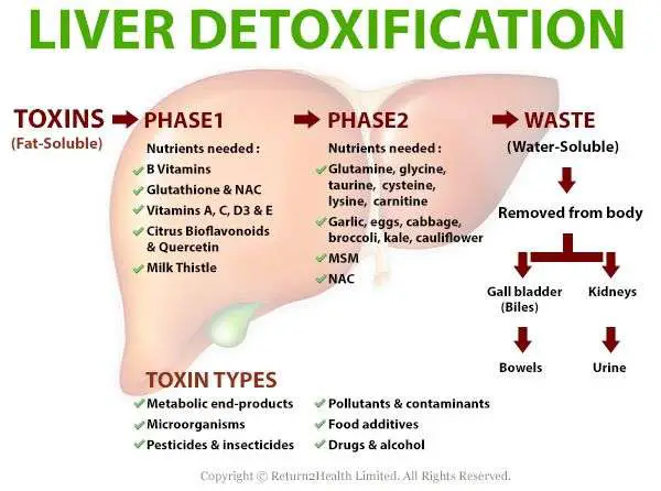 How Hard Your Liver Works to Detoxify You
