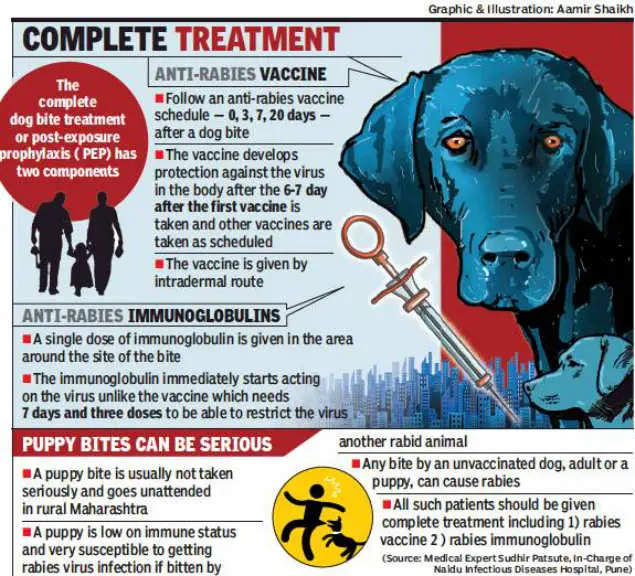 How Long After Dog Bite To Get Rabies Vaccine