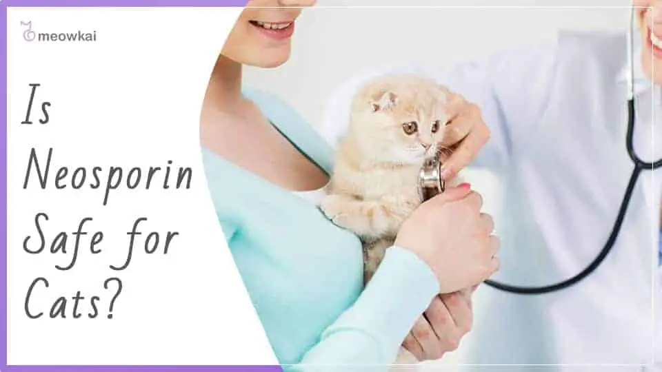 Is Neosporin Safe for Cats? The Answer May Surprise You