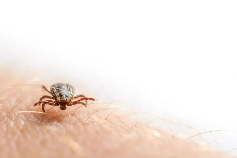 Lyme Disease: New York Health Official Warns of Potential Spike After ...