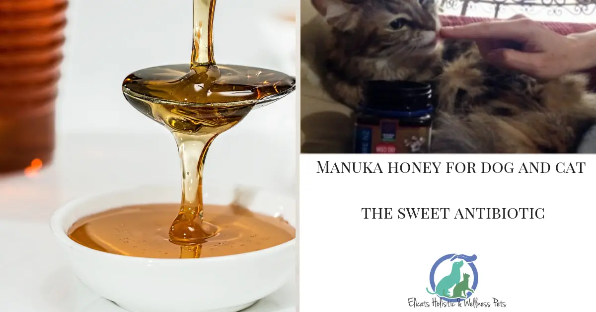 Manuka honey for dog and cat in veterinary guide to use ...