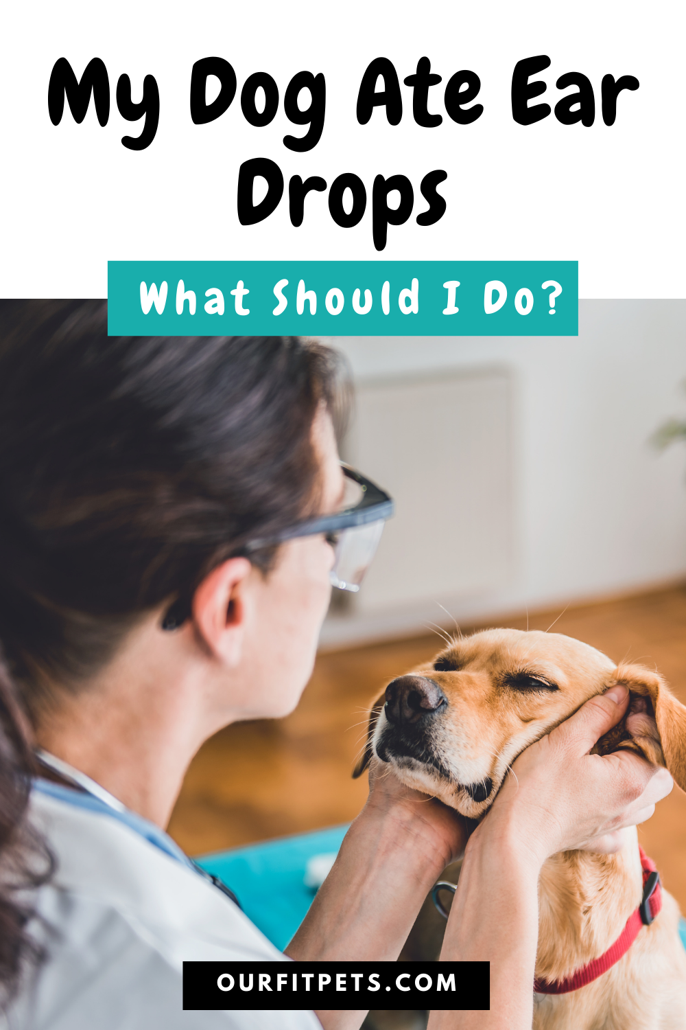 My Dog Ate Ear Drops What Should I Do?