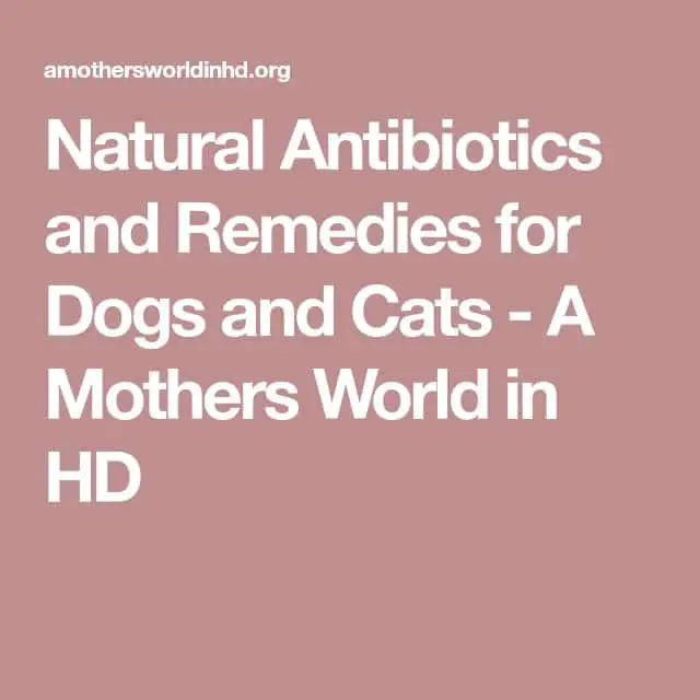 Natural Antibiotics and Remedies for Dogs and Cats