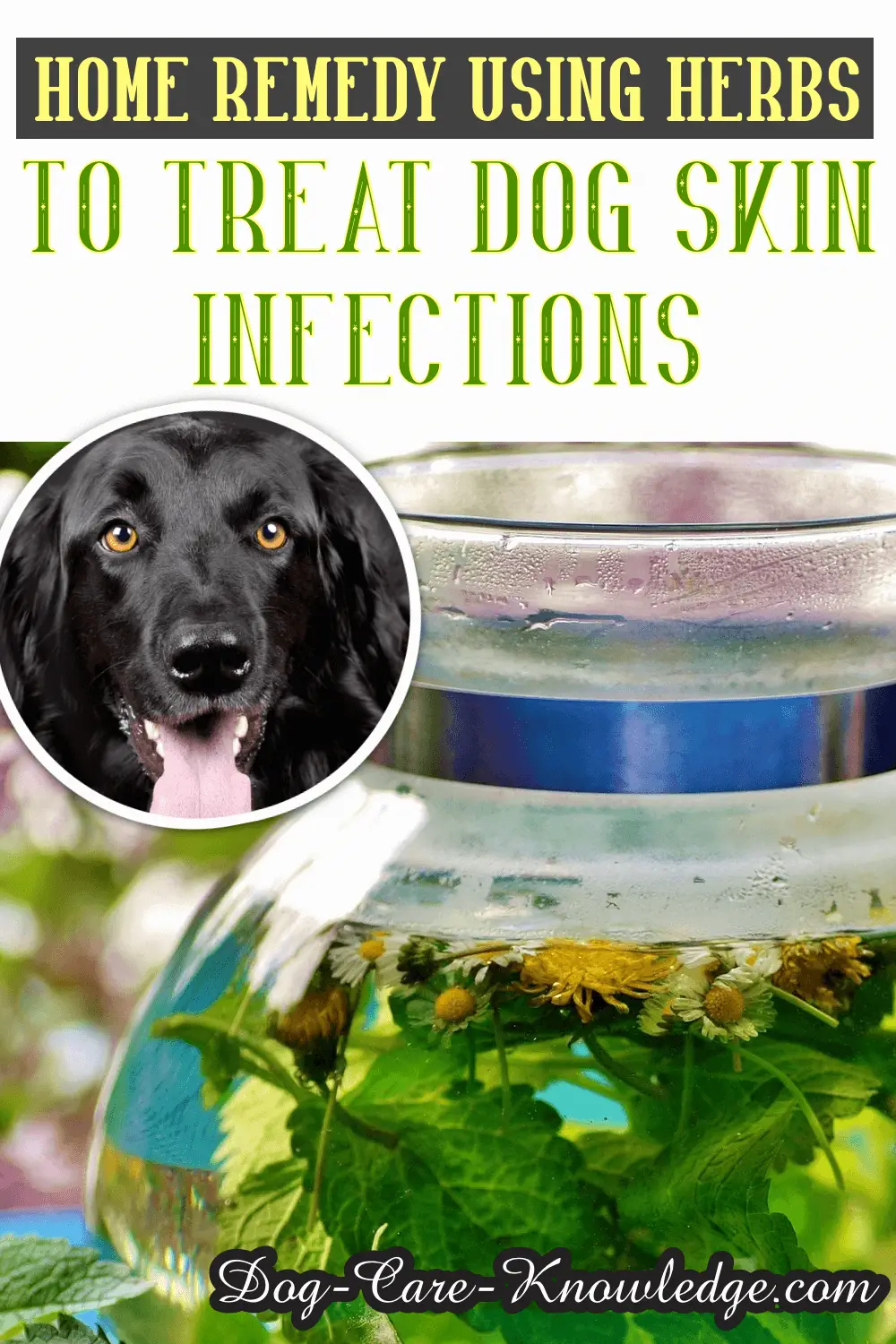 Natural Antibiotics For Skin Infections