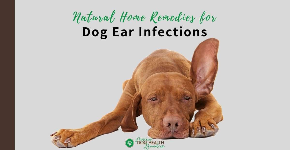 Natural Home Remedies for Dog Ear Infections