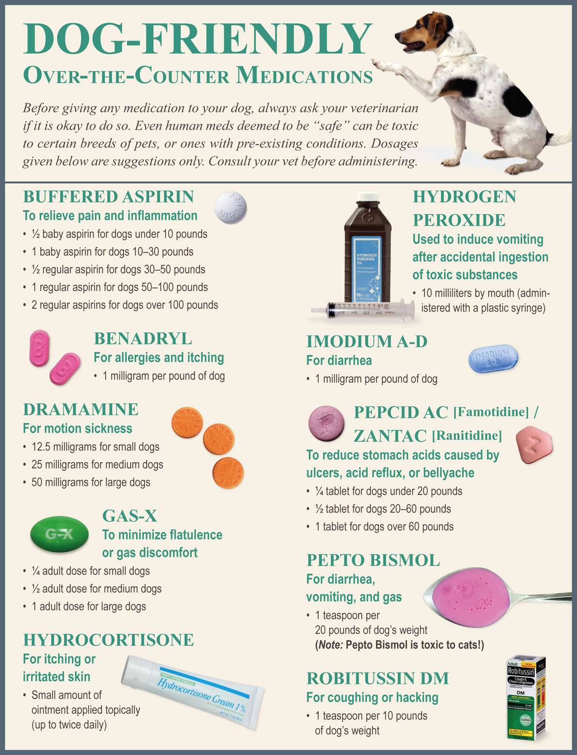 Pain Management for Dogs: The Ultimate Guide