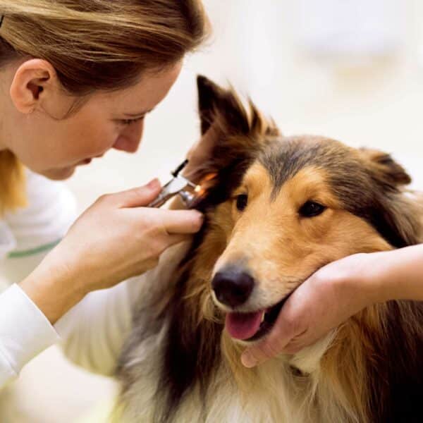 Probiotic Pet Ear Spray Solves Dog