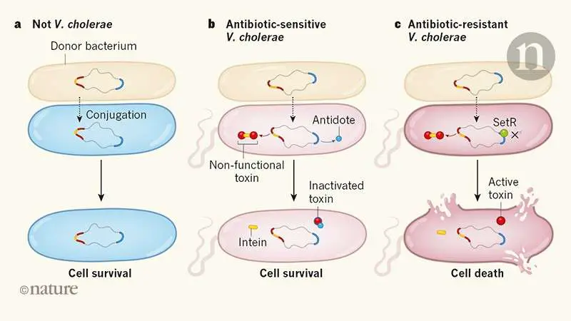 Selective killing of antibiotic