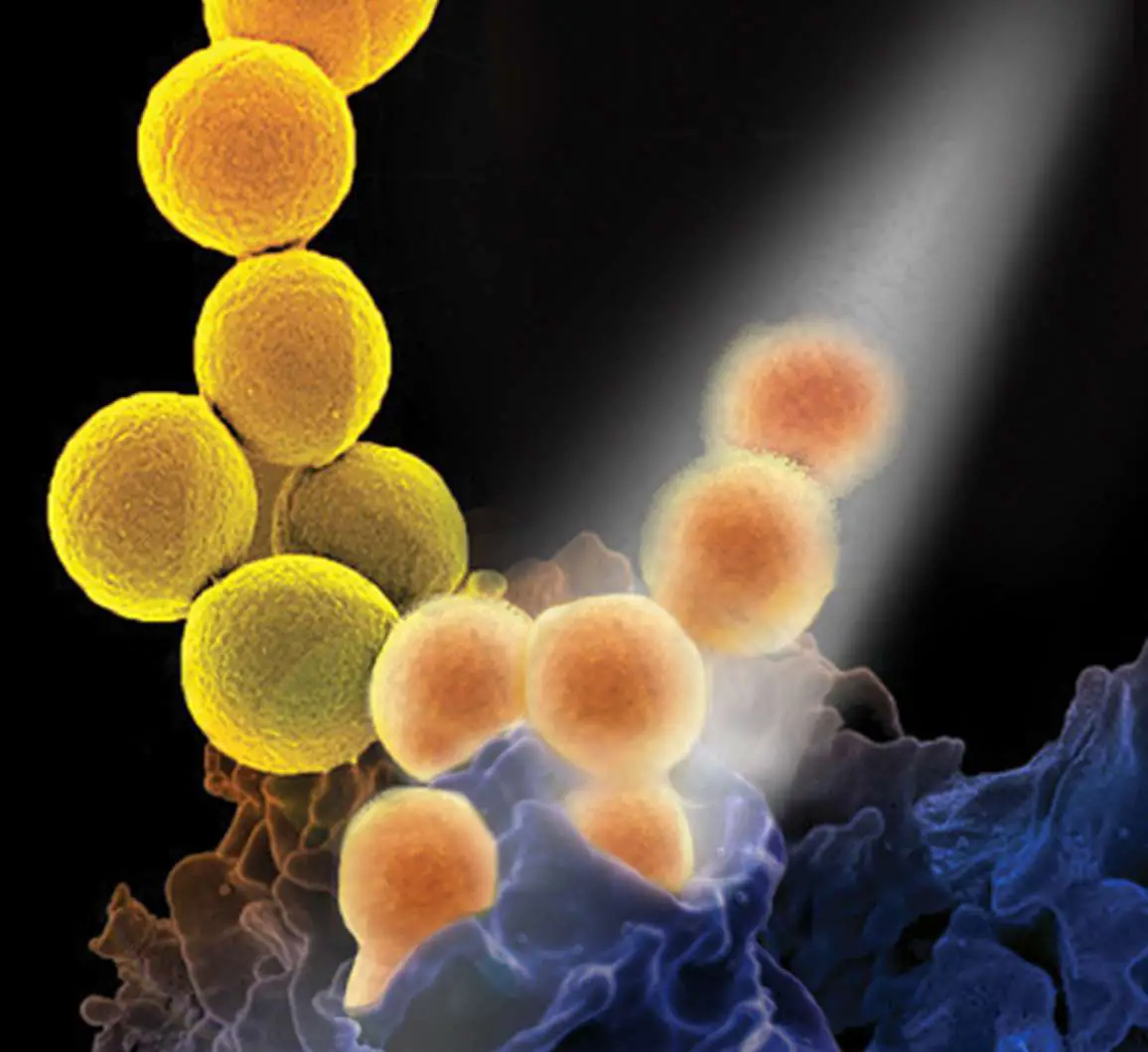 Simple changes to antibiotic treatment of MRSA may help ...
