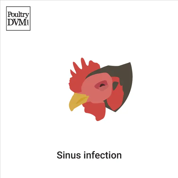 Sinus infection (sinusitis) in Chickens