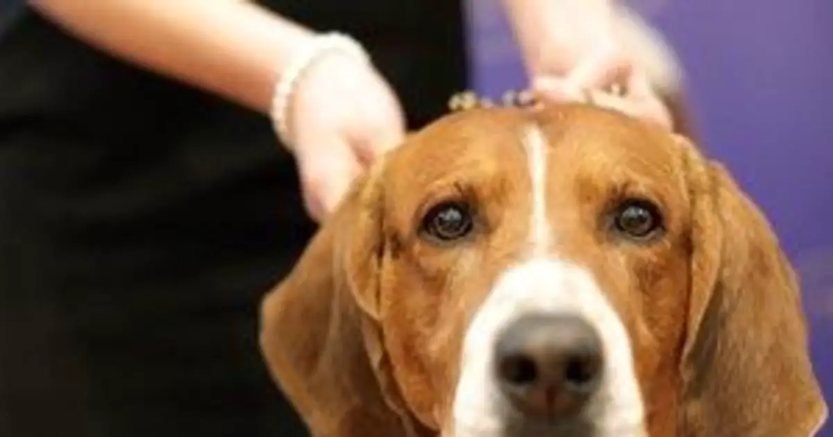 Skin Cancer Cream Killed Dogs, FDA Says