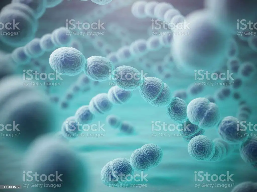 Streptococcus Pneumoniae Or Pneumococcus Bacterias Stock ...