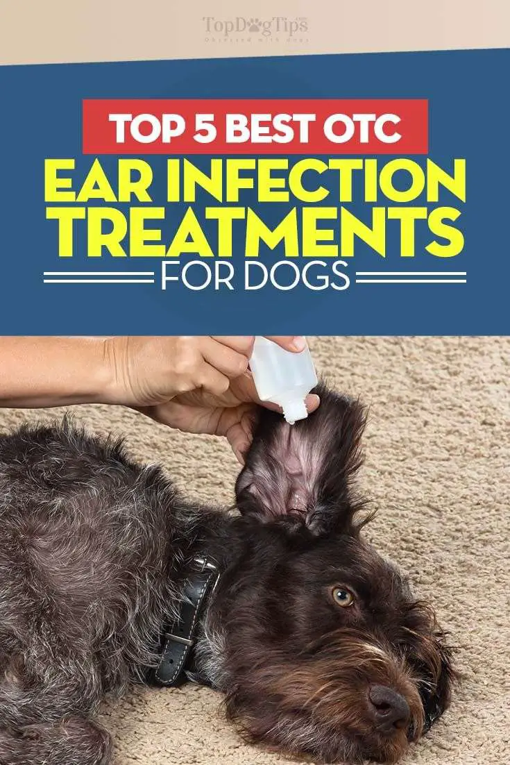The 5 Best OTC Dog Ear Infection Treatments
