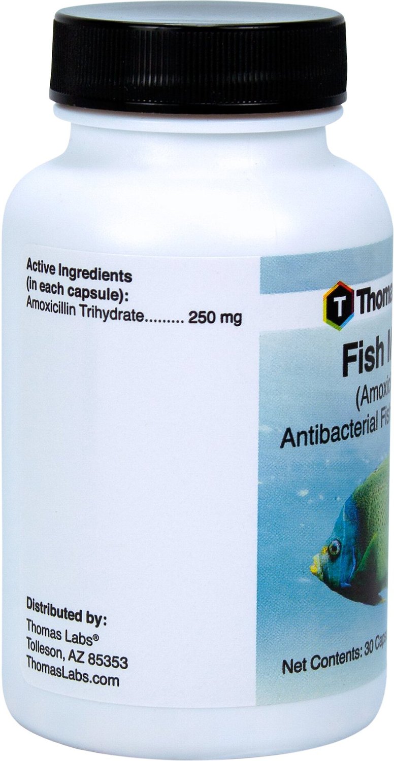 Thomas Labs Fish Mox Amoxicillin Antibacterial Fish Medication, 250 mg ...