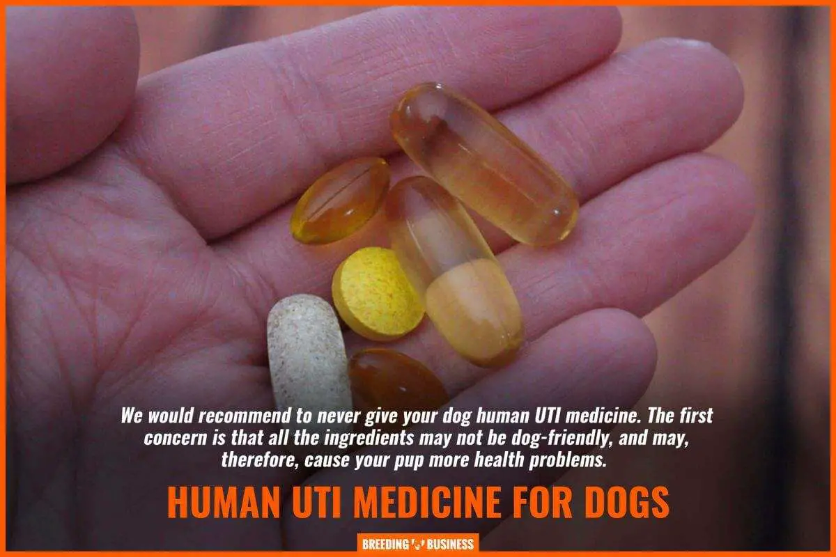 UTI Supplements for Dogs â Cranberry, Tablets, Dosage ...