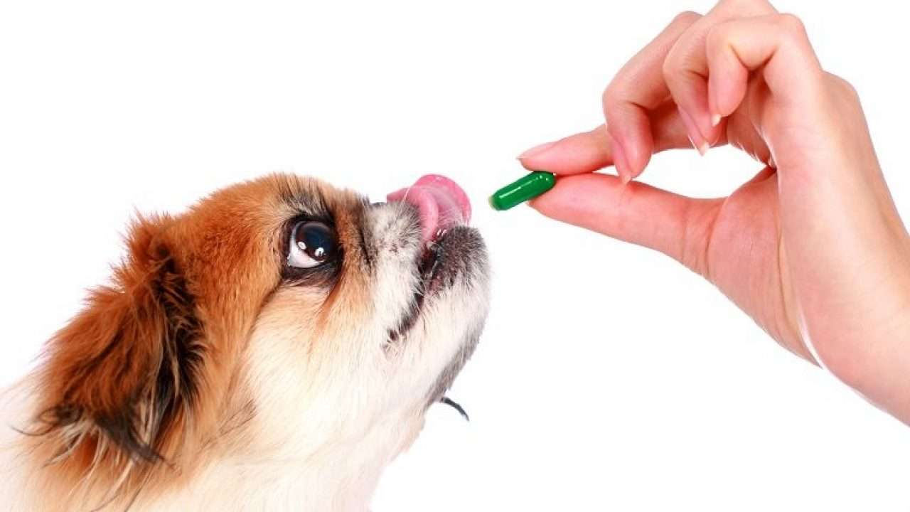 What Antibiotics Can Dogs Take