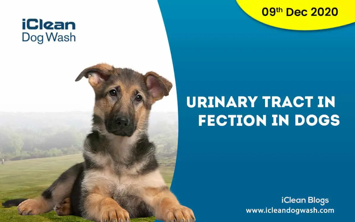 What Antibiotics Treat Dog Urinary Tract Infections