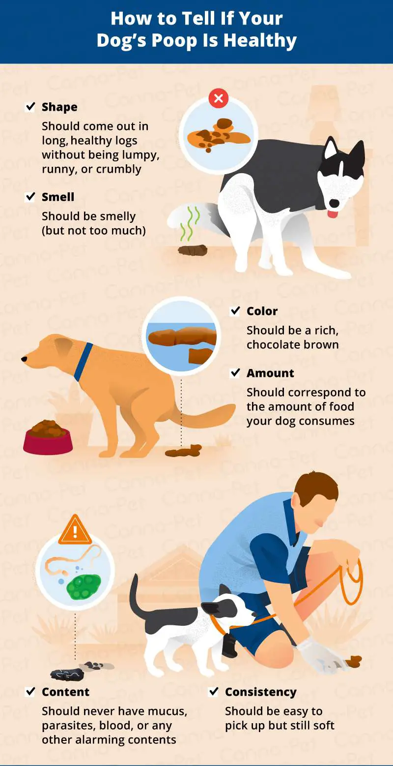 What to Do If Your Dog