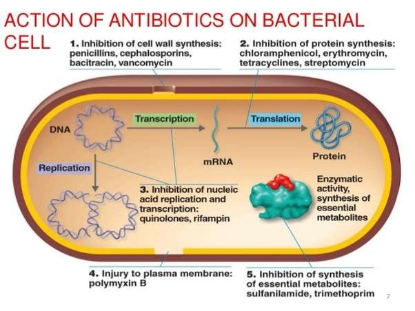 Why are antibiotics effective against bacteria but not effective ...
