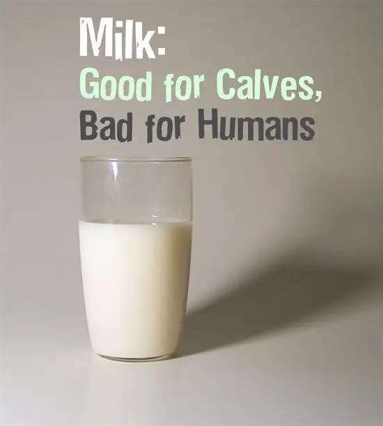 Why Milk is Bad for You! Puss, Dis